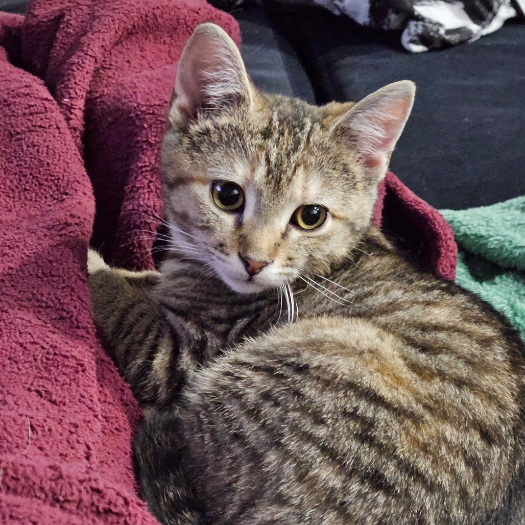 Cypress — thumbnail 3