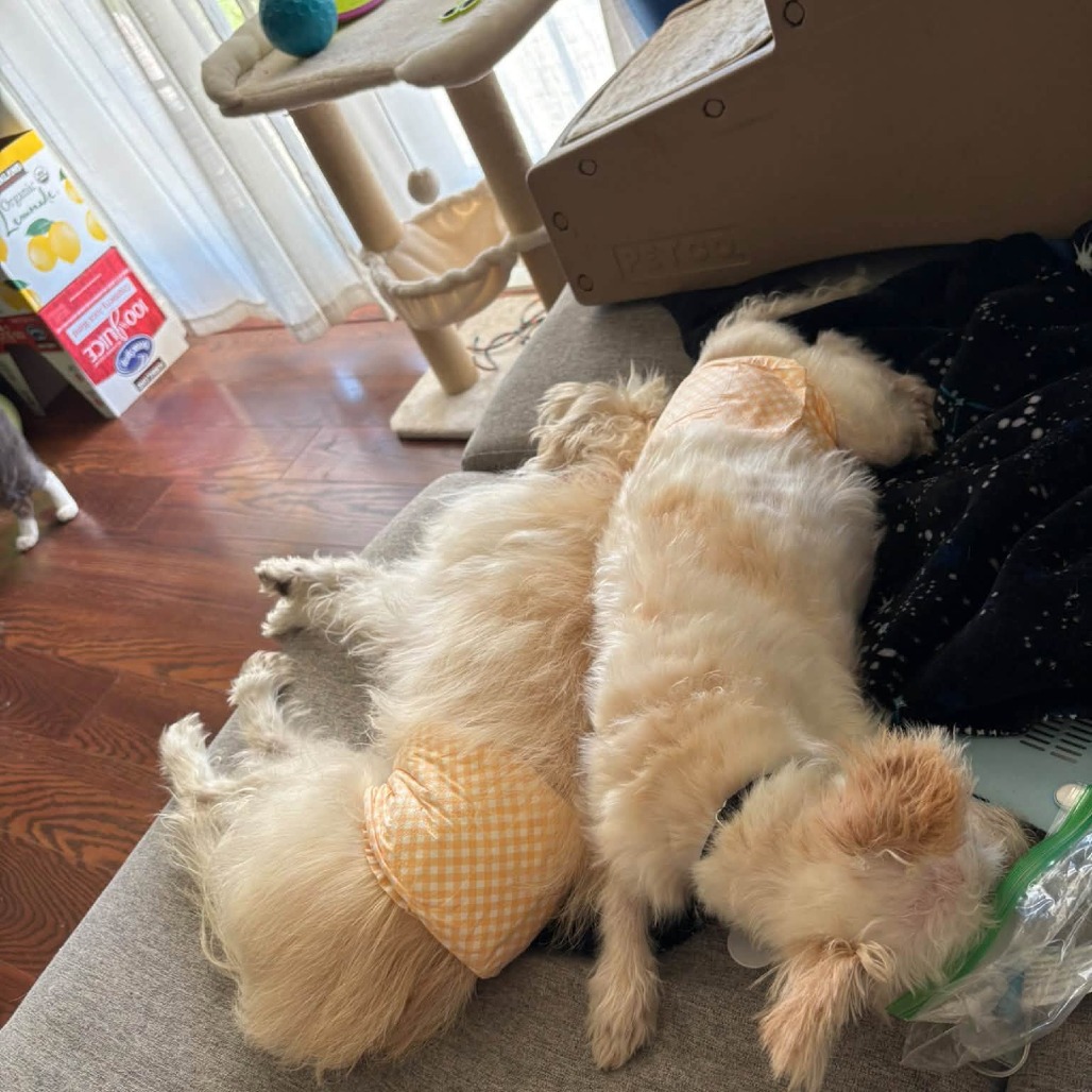 Spot, photo 15