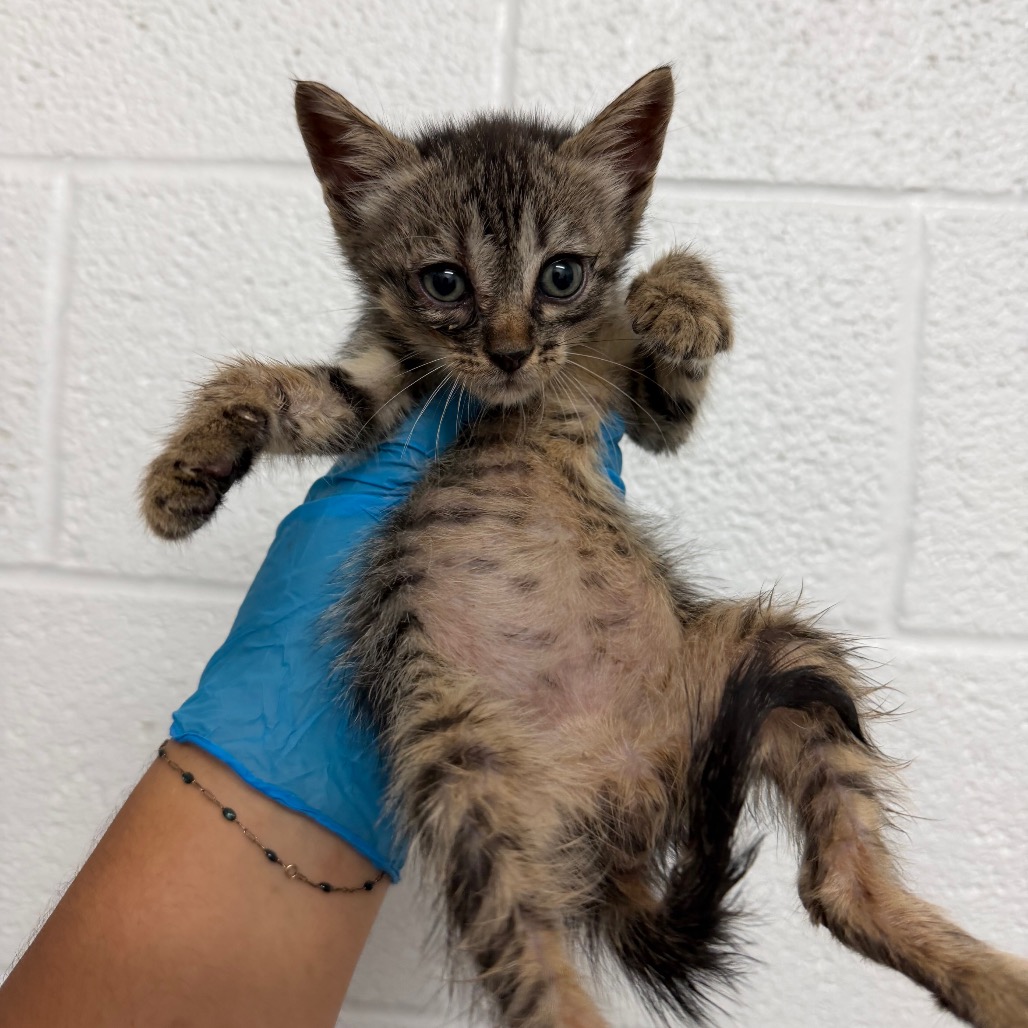 ANCHOVY - Domestic Shorthair available for adoption