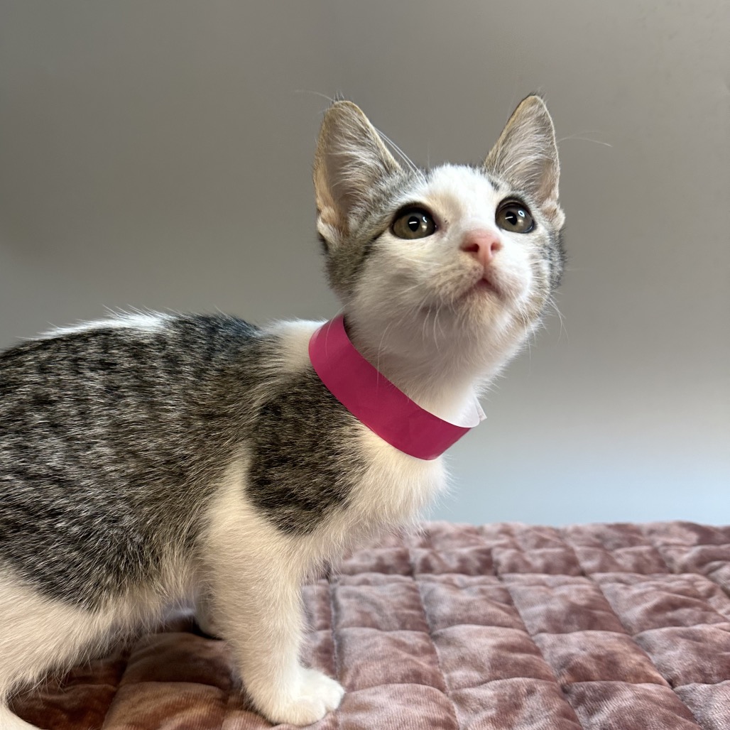 JANUARY - Domestic Shorthair available for adoption