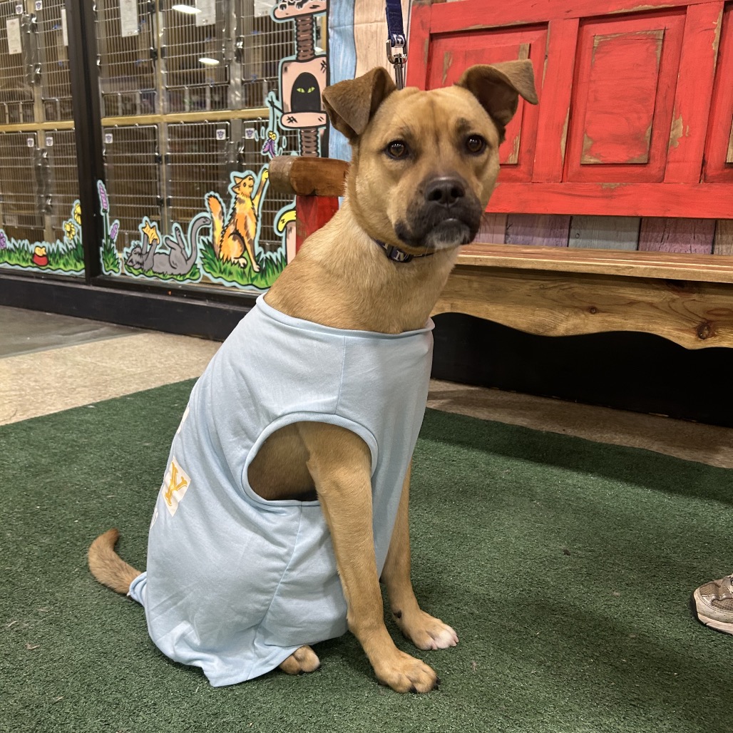 TINA (SWEET GIRL) - Boxer / Black Mouth Cur for adoption in Midland