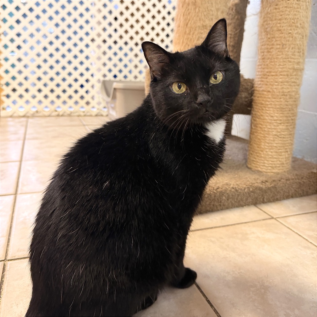 BEETLE JUICE - Domestic Shorthair available for adoption