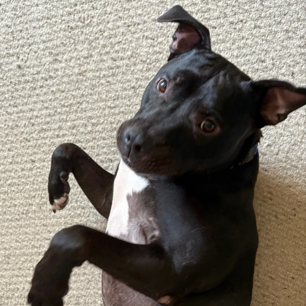 Bowser, photo 6