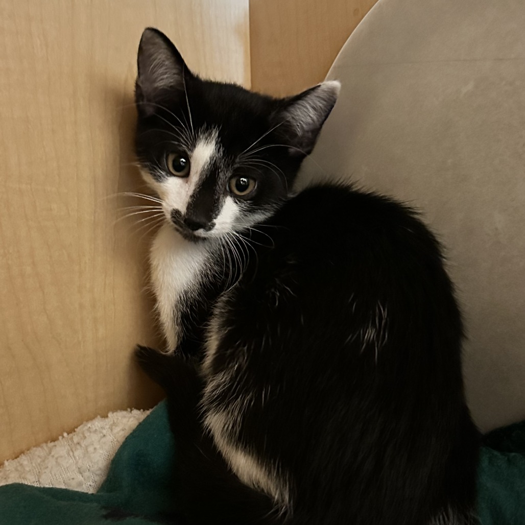 MUMMY - Domestic Shorthair available for adoption