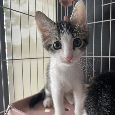 GRAYSON - Domestic Shorthair available for adoption