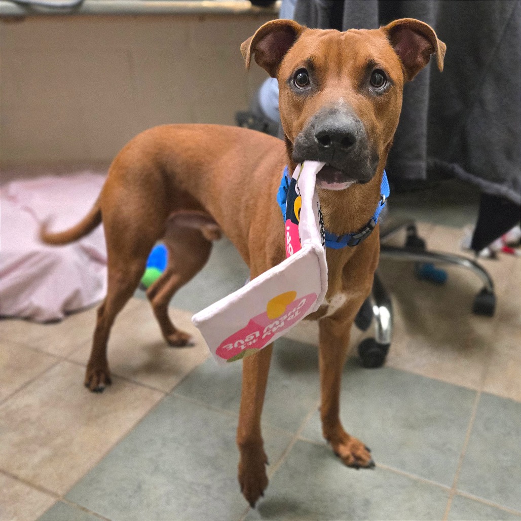 Sonny — thumbnail 7