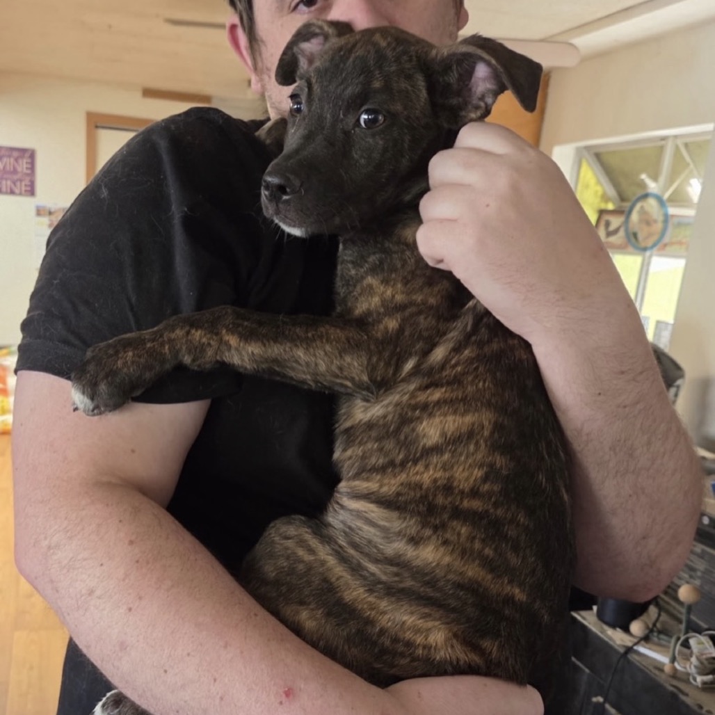 Nugget, photo 2