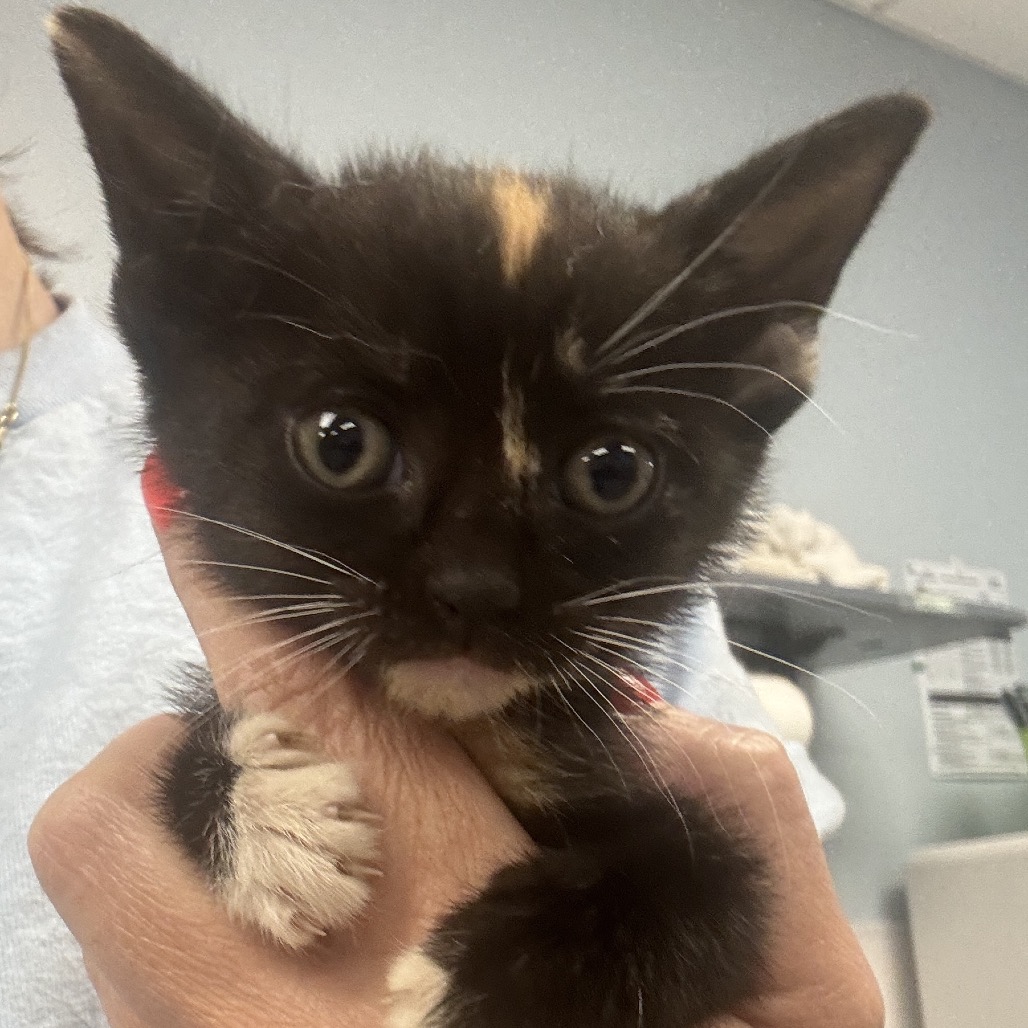 COVE - Domestic Shorthair available for adoption