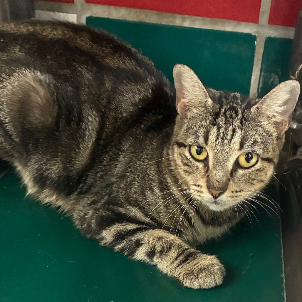 ASH - Domestic Shorthair available for adoption
