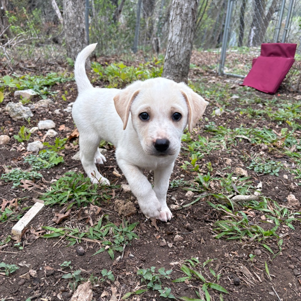 Corn Cake — thumbnail 3