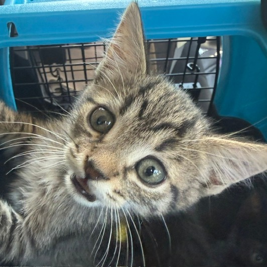 CAMERON - Domestic Shorthair available for adoption