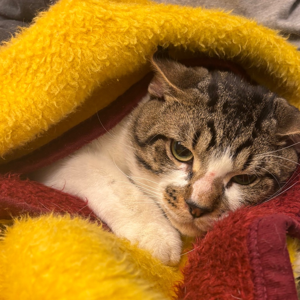 BUBBA - Domestic Shorthair available for adoption