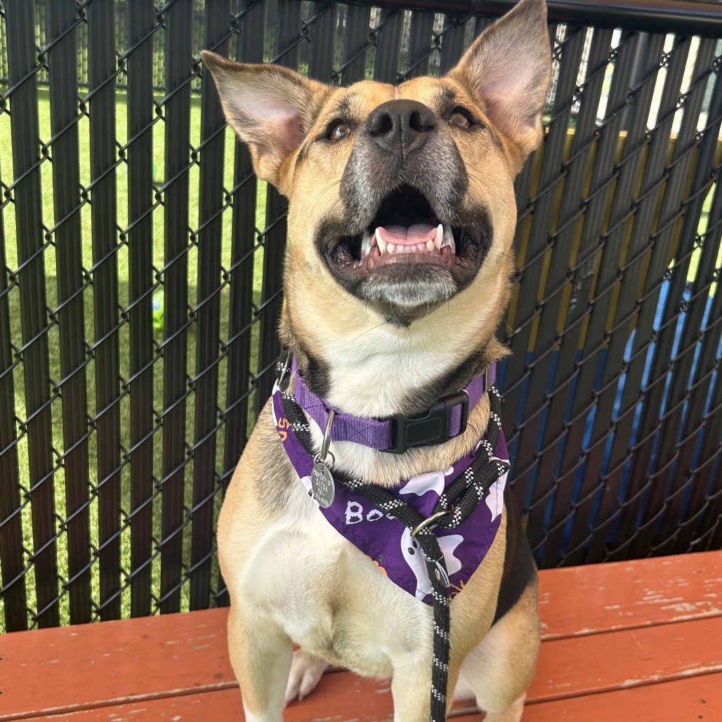 GWEN - Mixed Breed (Medium) available for adoption