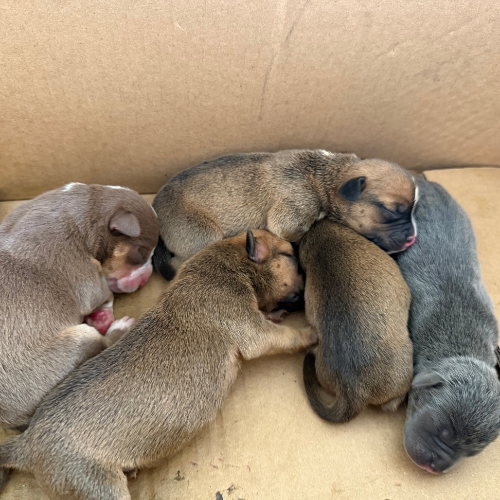 BEECHNUT - Mixed Breed (Small) available for adoption