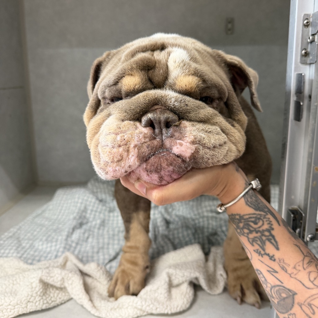 Bulldog