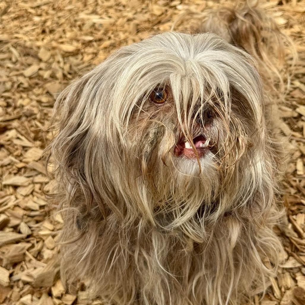 Shih Tzu