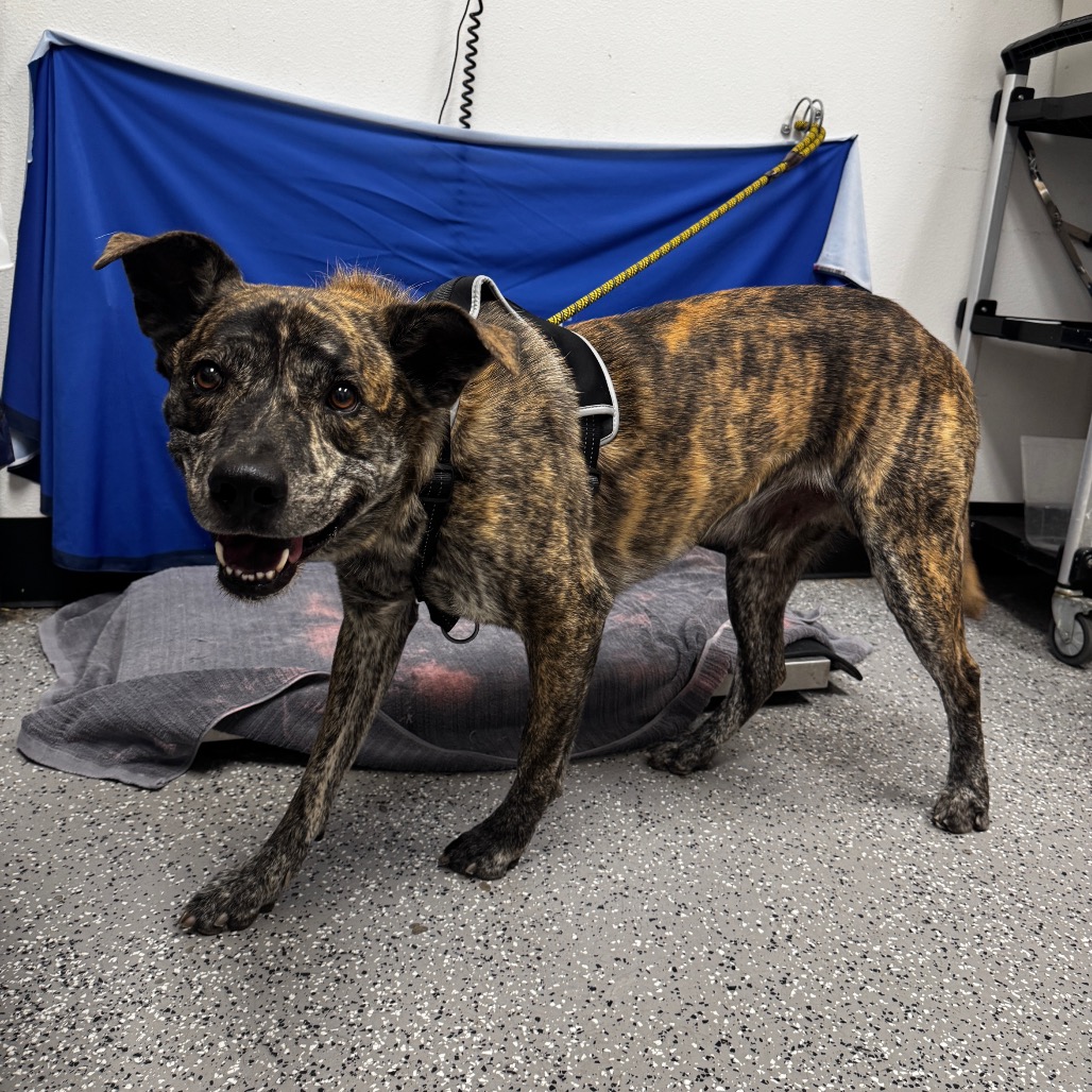 PAPAS - Terrier / American Staffordshire available for adoption