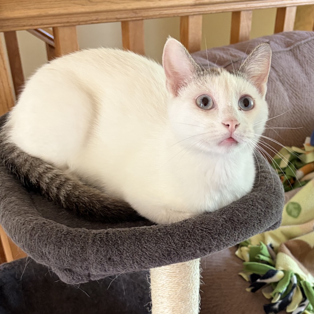 Mochi