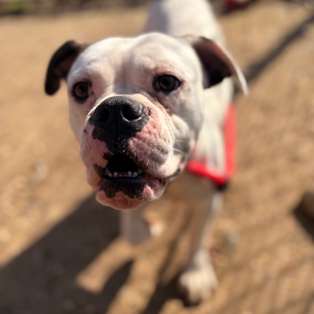 Devin — thumbnail 5