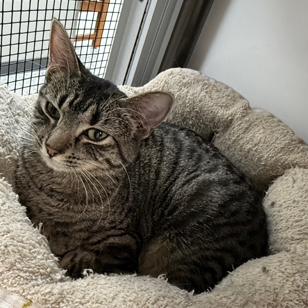 Rhea, photo 7