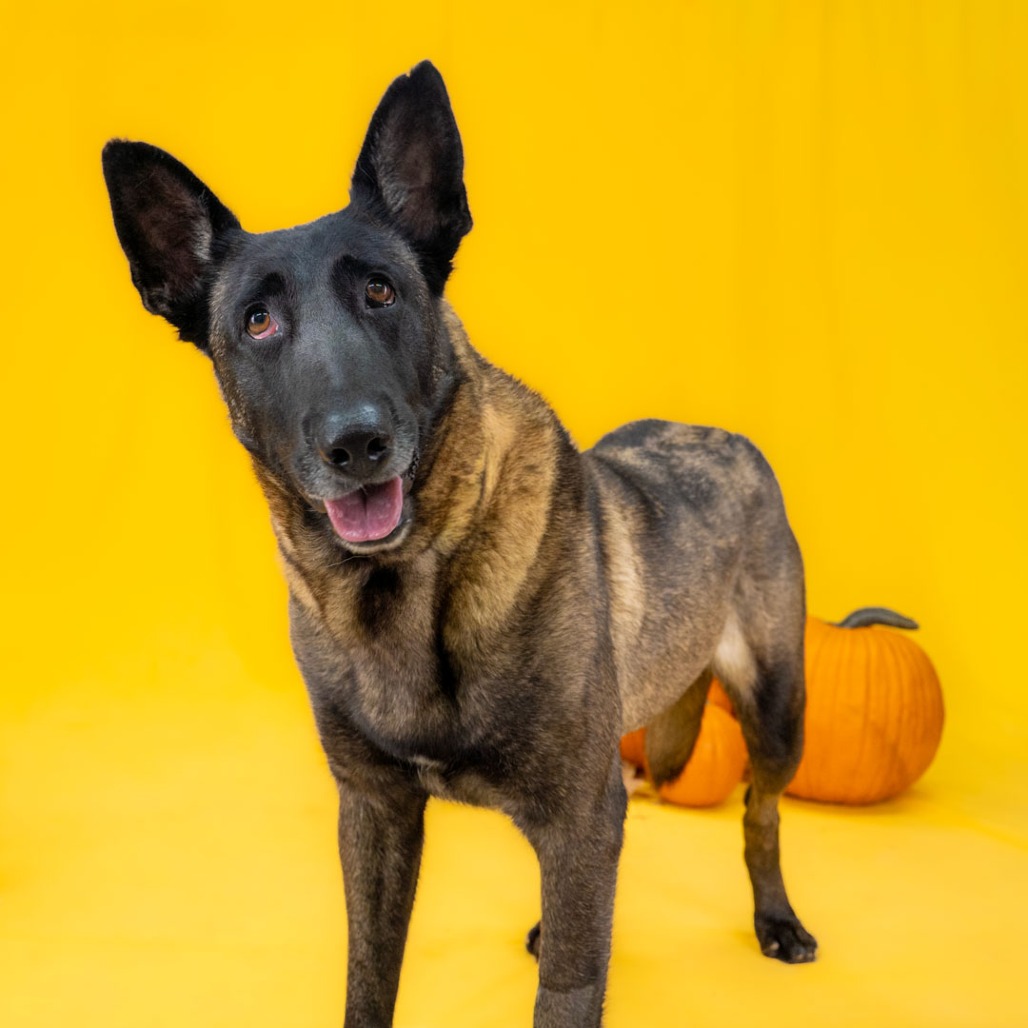 Ember the Dog