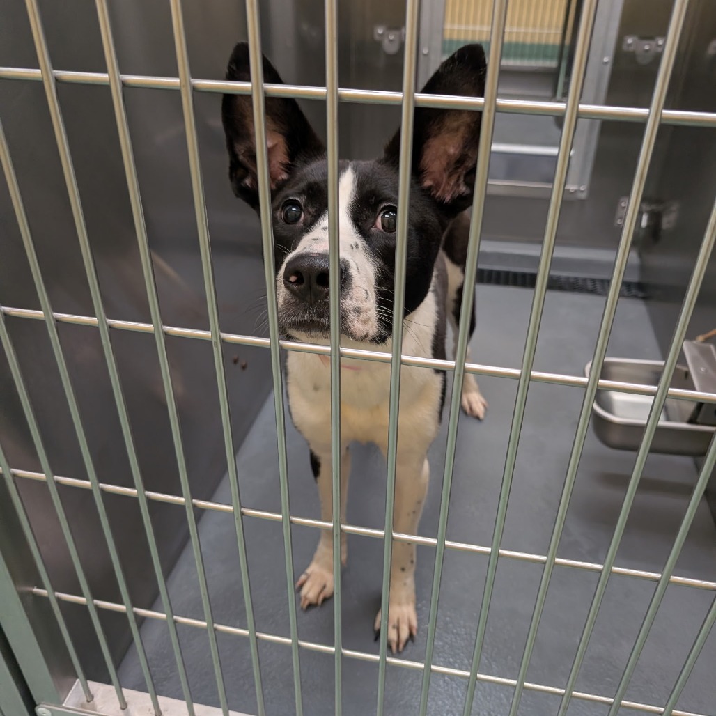 Kadence — thumbnail 3