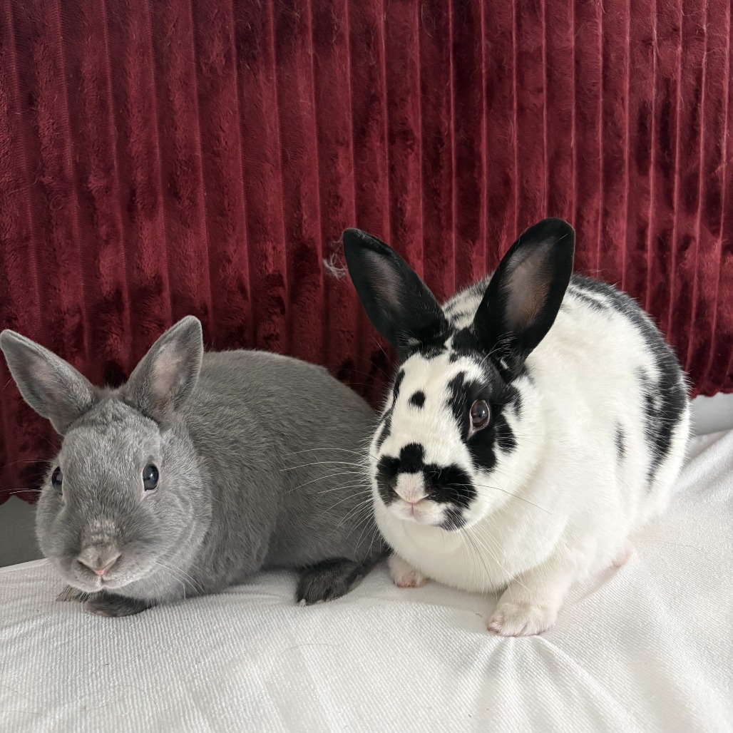 Nelly (bonded with Buns), photo 10