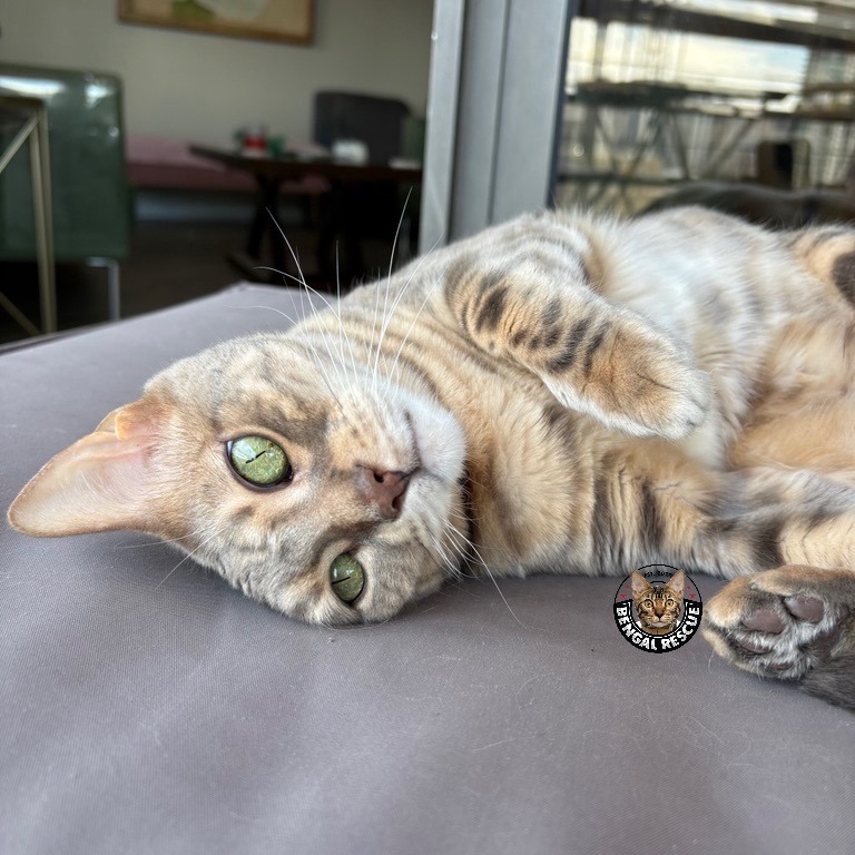 Belle