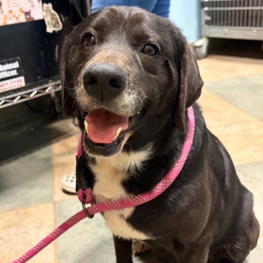 Willoughby — thumbnail 7