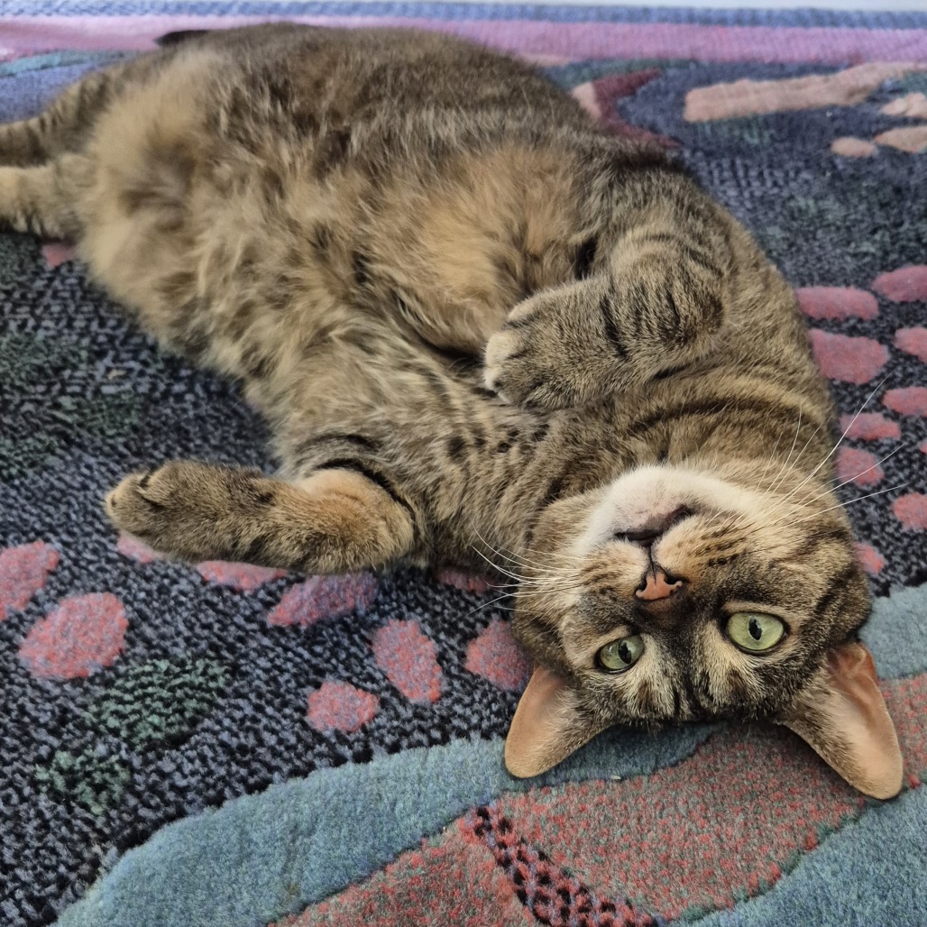 Suki - Available from Foster, photo 7