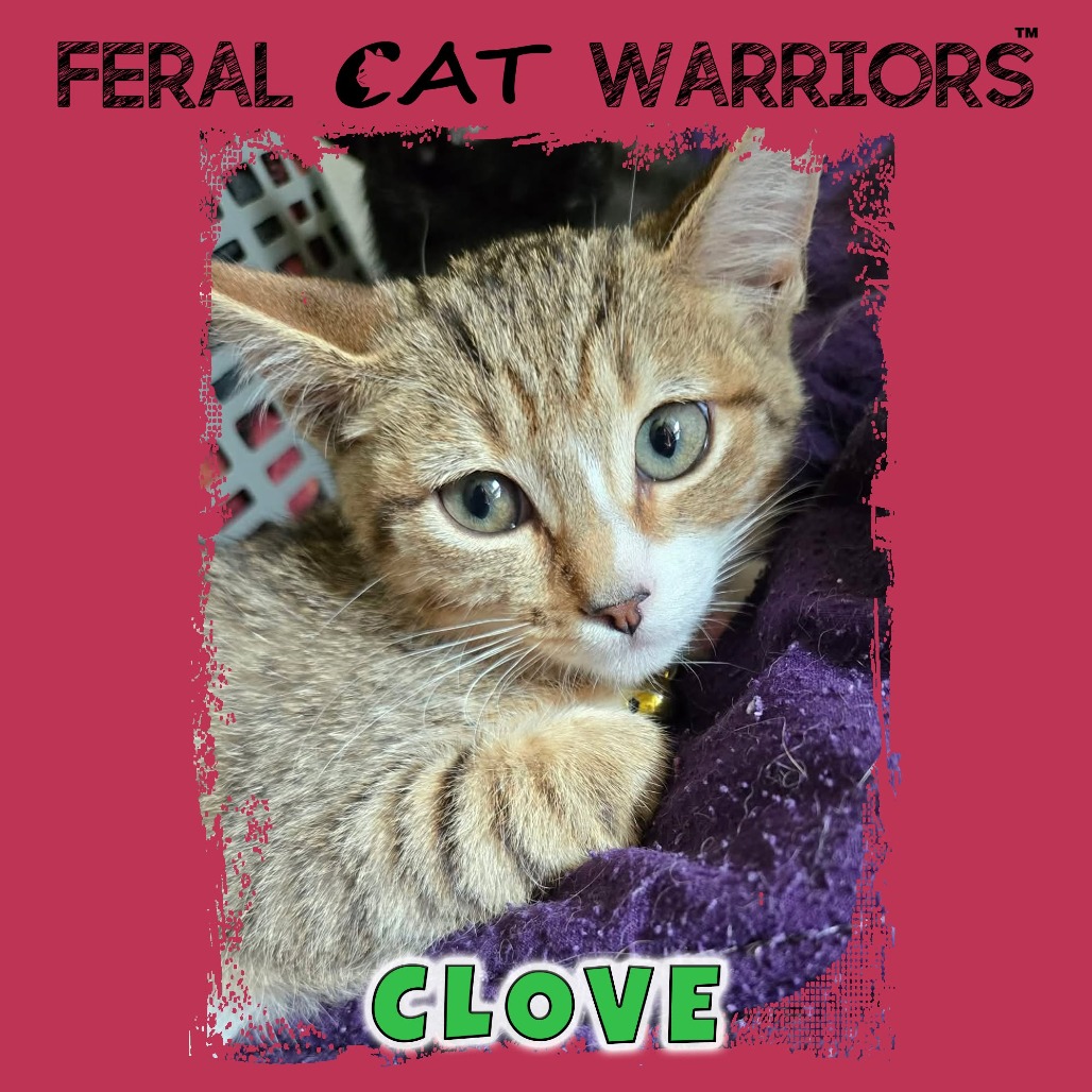 Clove