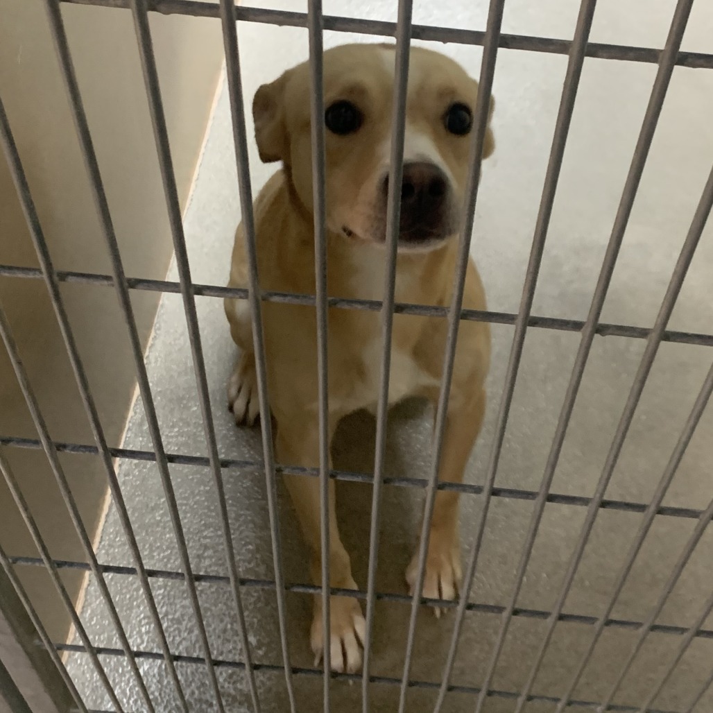 Kennel#4 Peta's preview photo