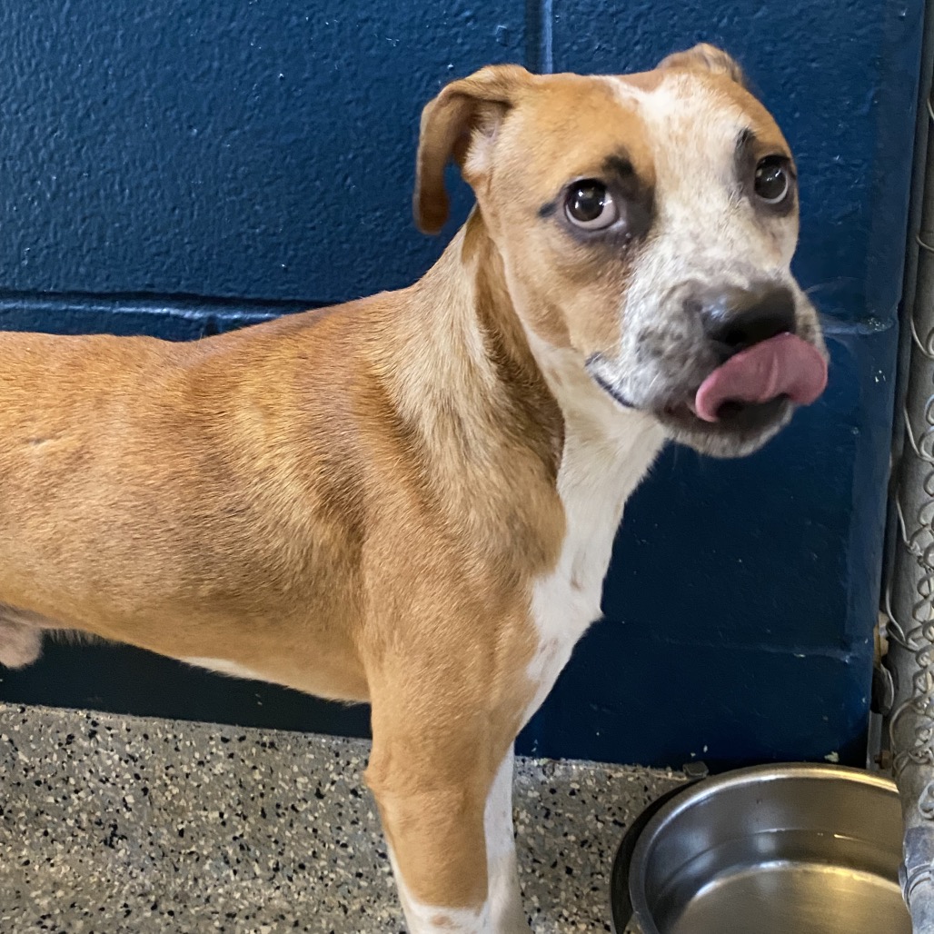 ABU - Boxer / Cattle Dog available for adoption