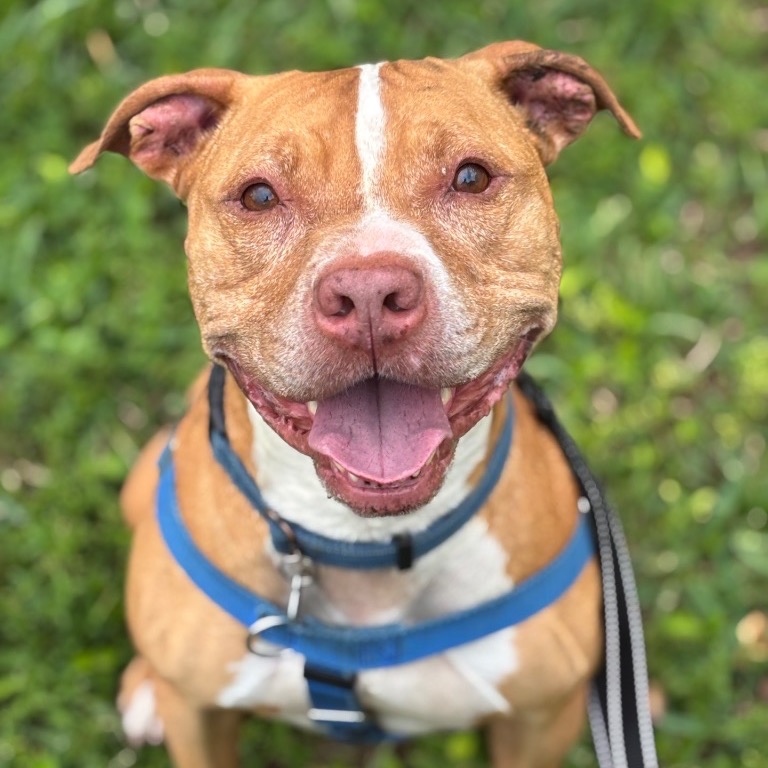 Photo of Lucky playing