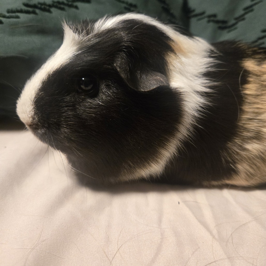 Louise