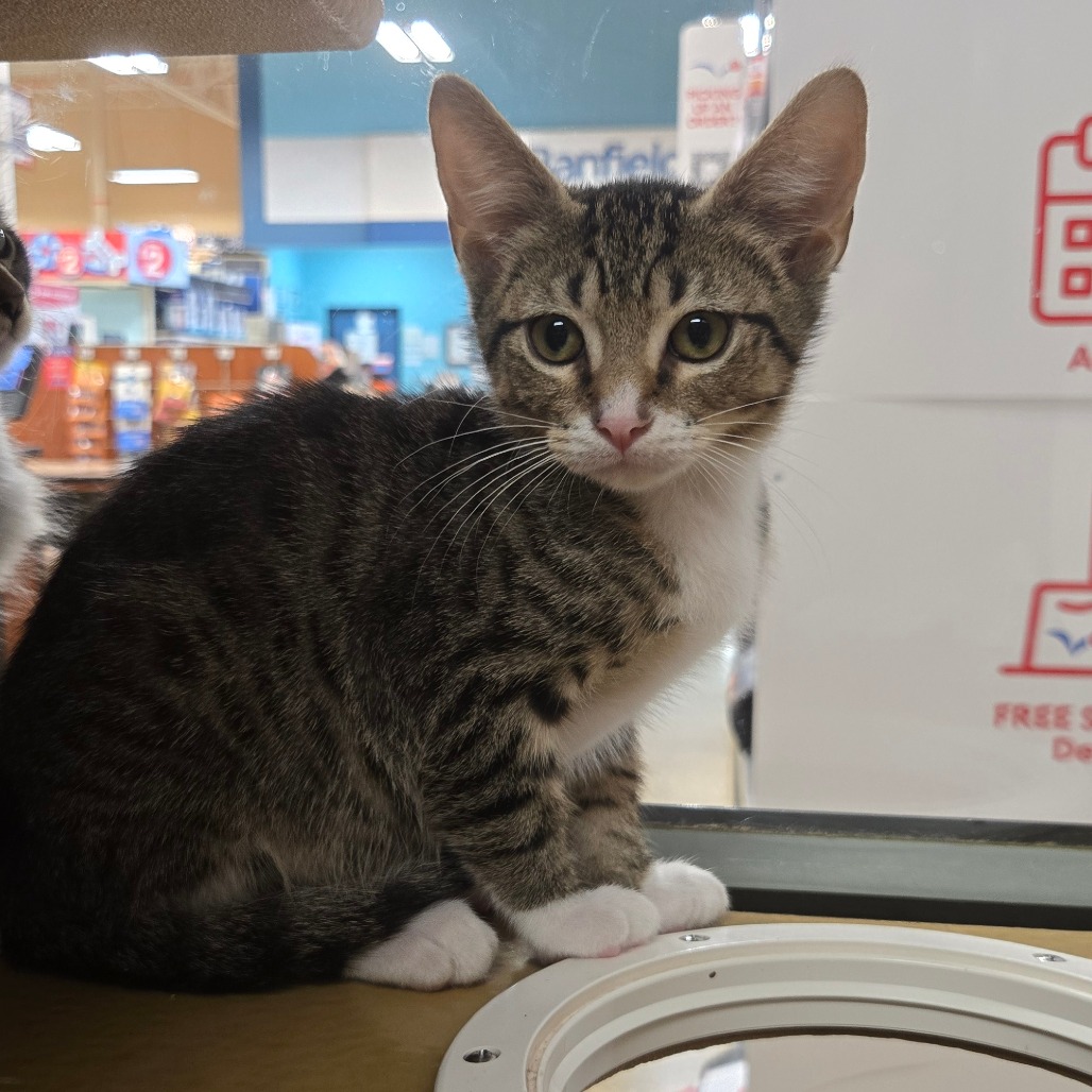 ZAC PARAMORE - Domestic Shorthair available for adoption