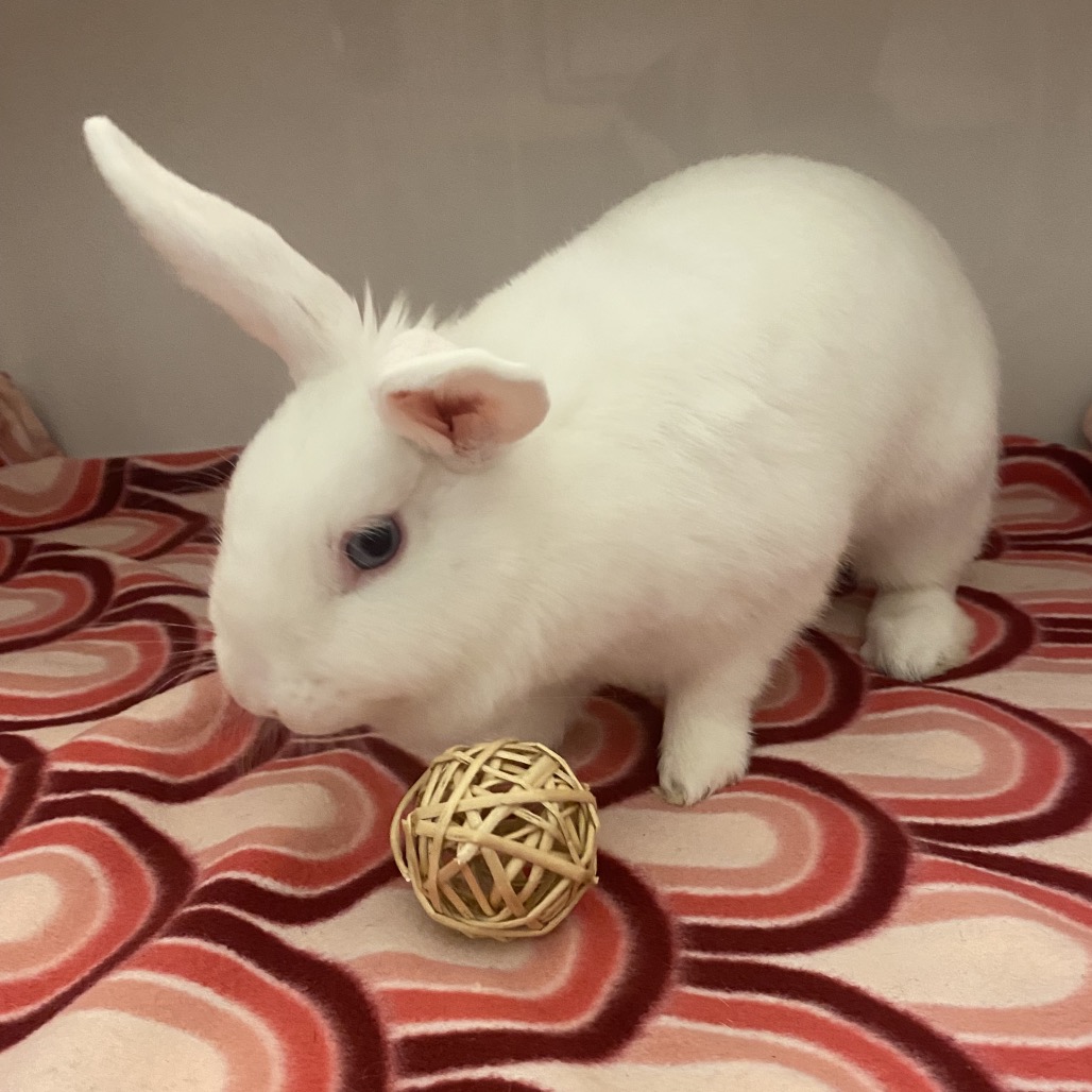 LABUBU - American available for adoption