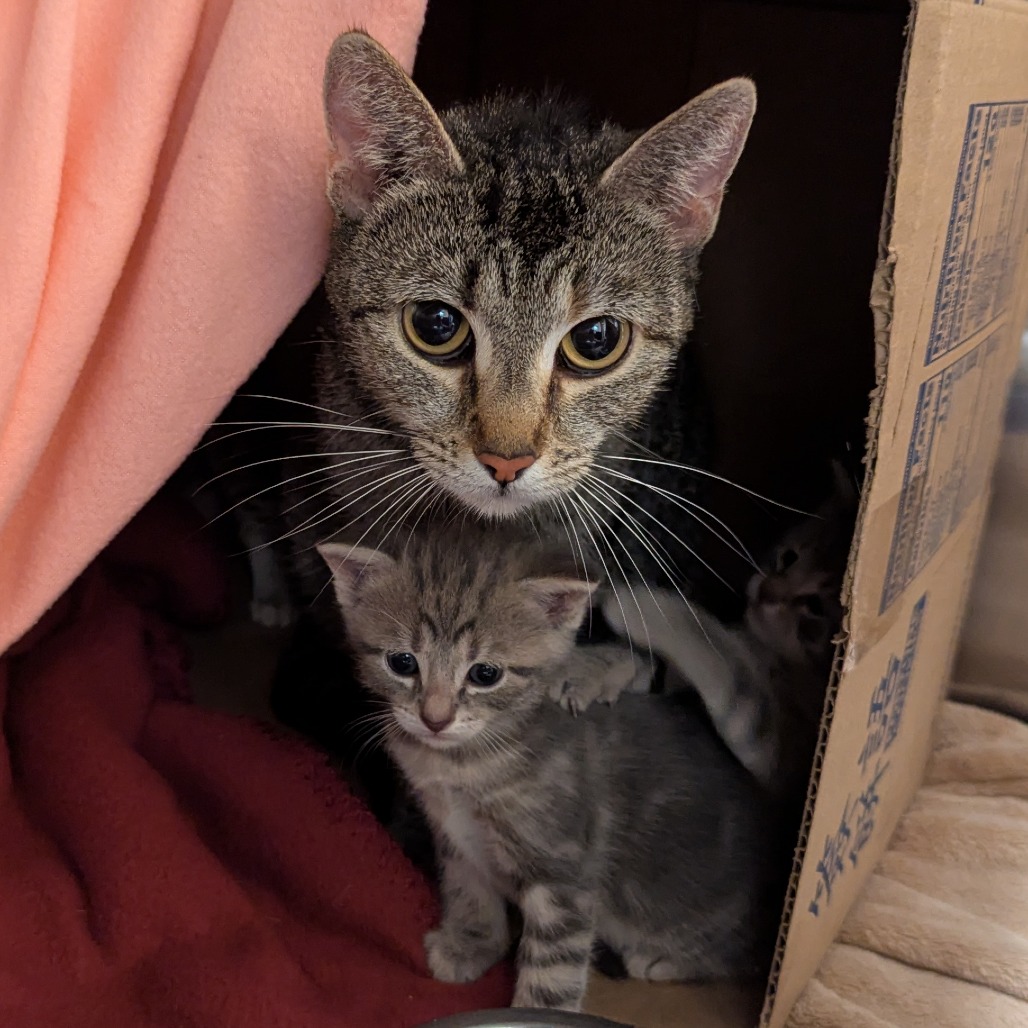Photo of Stitch 3