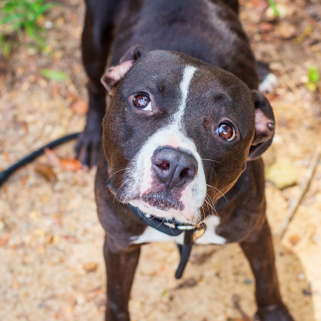 SHAWTY - Boxer / Mix available for adoption