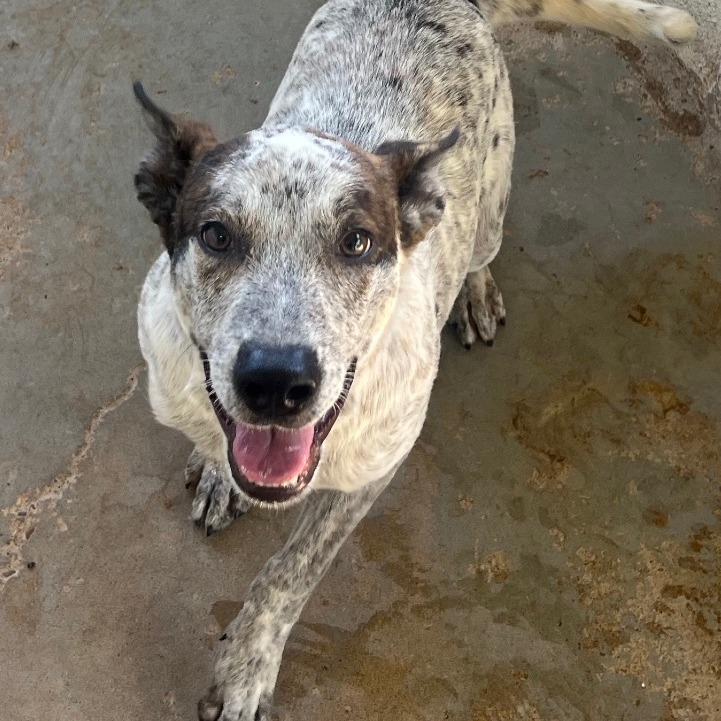 ABE - American Blue Heeler / Mixed Breed (Medium) available for adoption