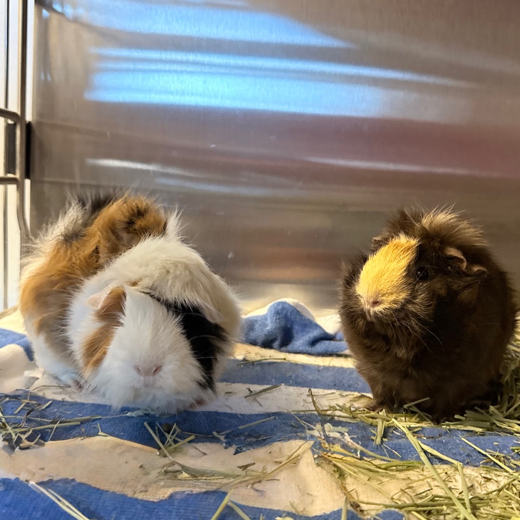 Photo of Smores and Reeses 6
