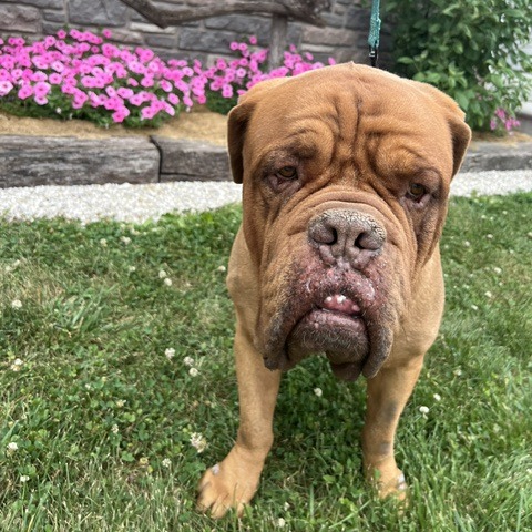 Bailey