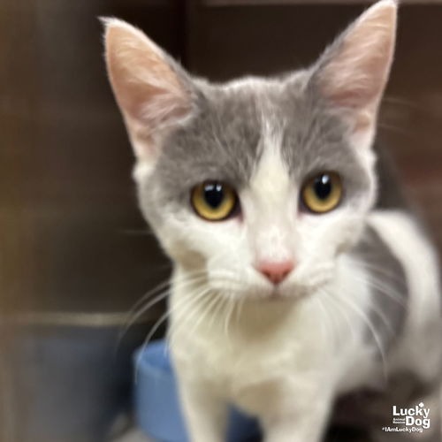 IDRIS - Domestic Shorthair available for adoption