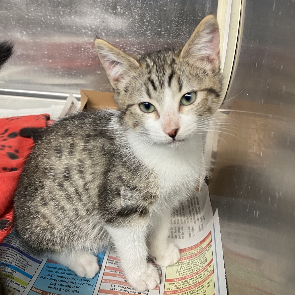 Missy , available for adoption at PVAS