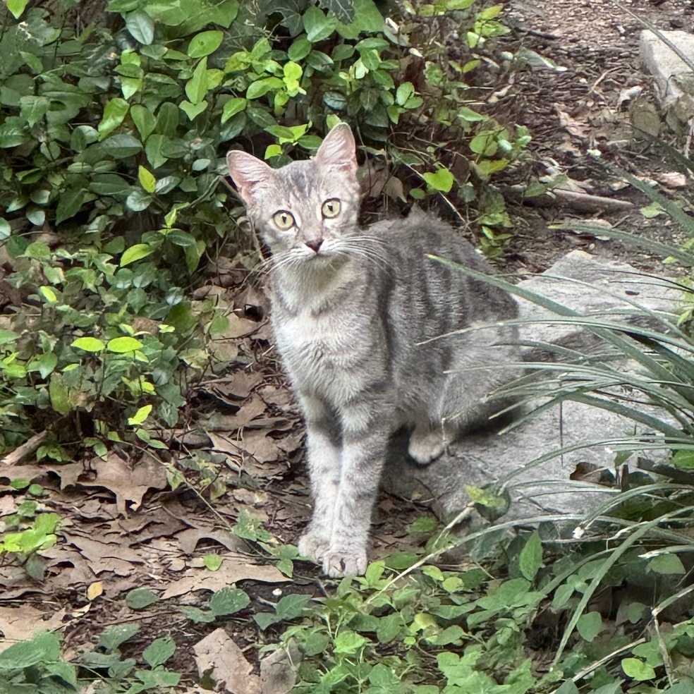 GHOST - Domestic Shorthair available for adoption