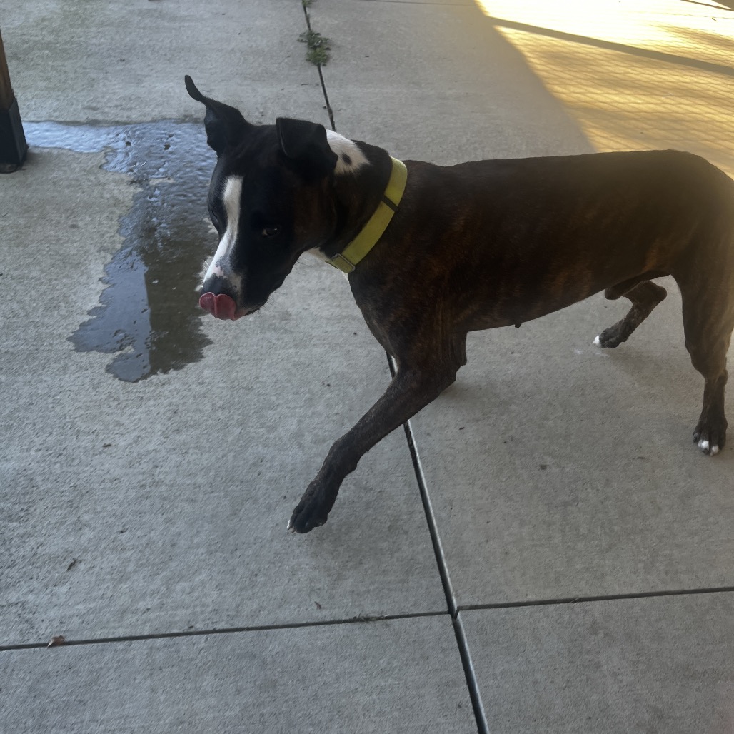 Bandit, photo 5