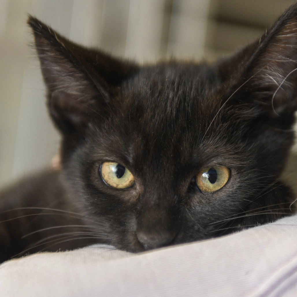 Kyoshi (green collar) - Domestic Shorthair