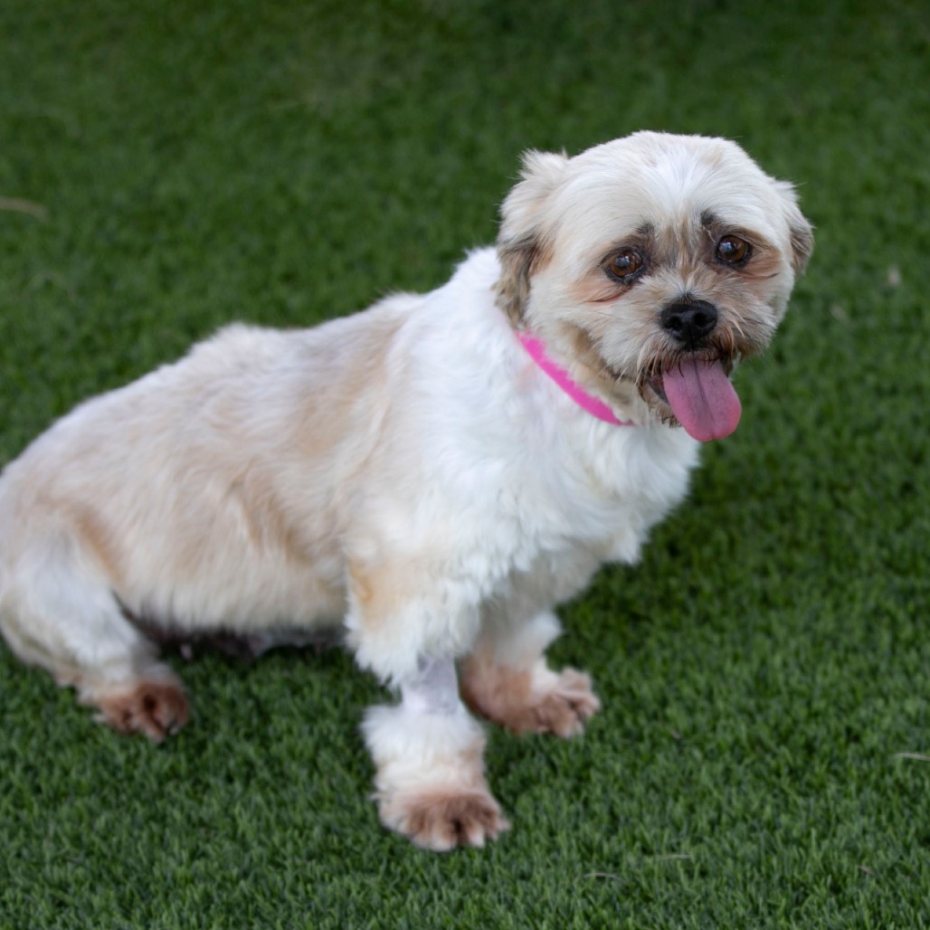 Millie (JY26-77), photo 4