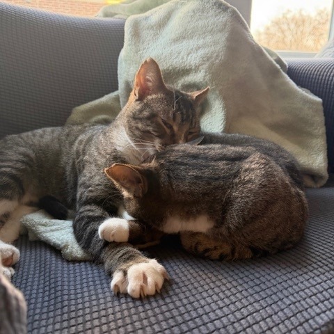 Camouflage--In Foster, photo 28