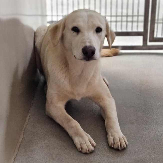 Kennel#2 Finn's preview photo